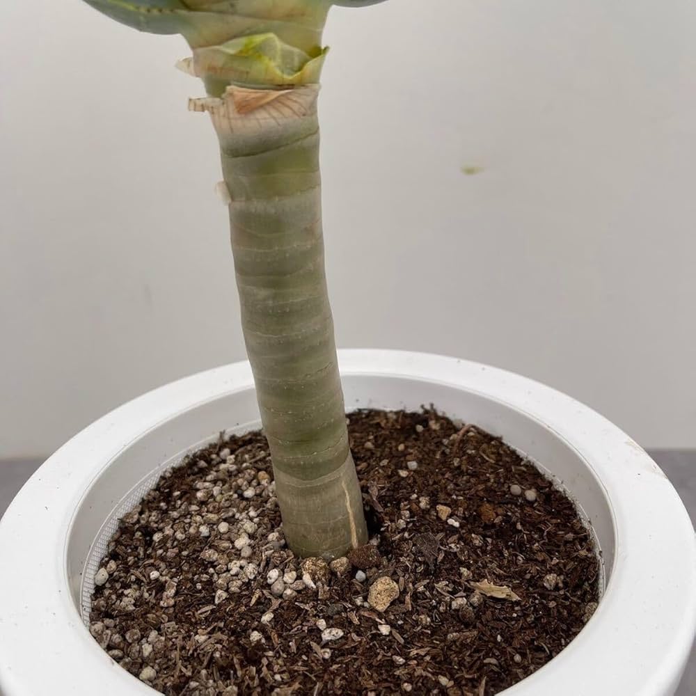 Amazon｜アロエ ディコトマ 6号 多肉植物 Aloe 鉢込み 株立